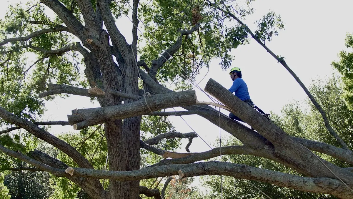 Professional Crown Thinning performed by certified arborists in Caraway