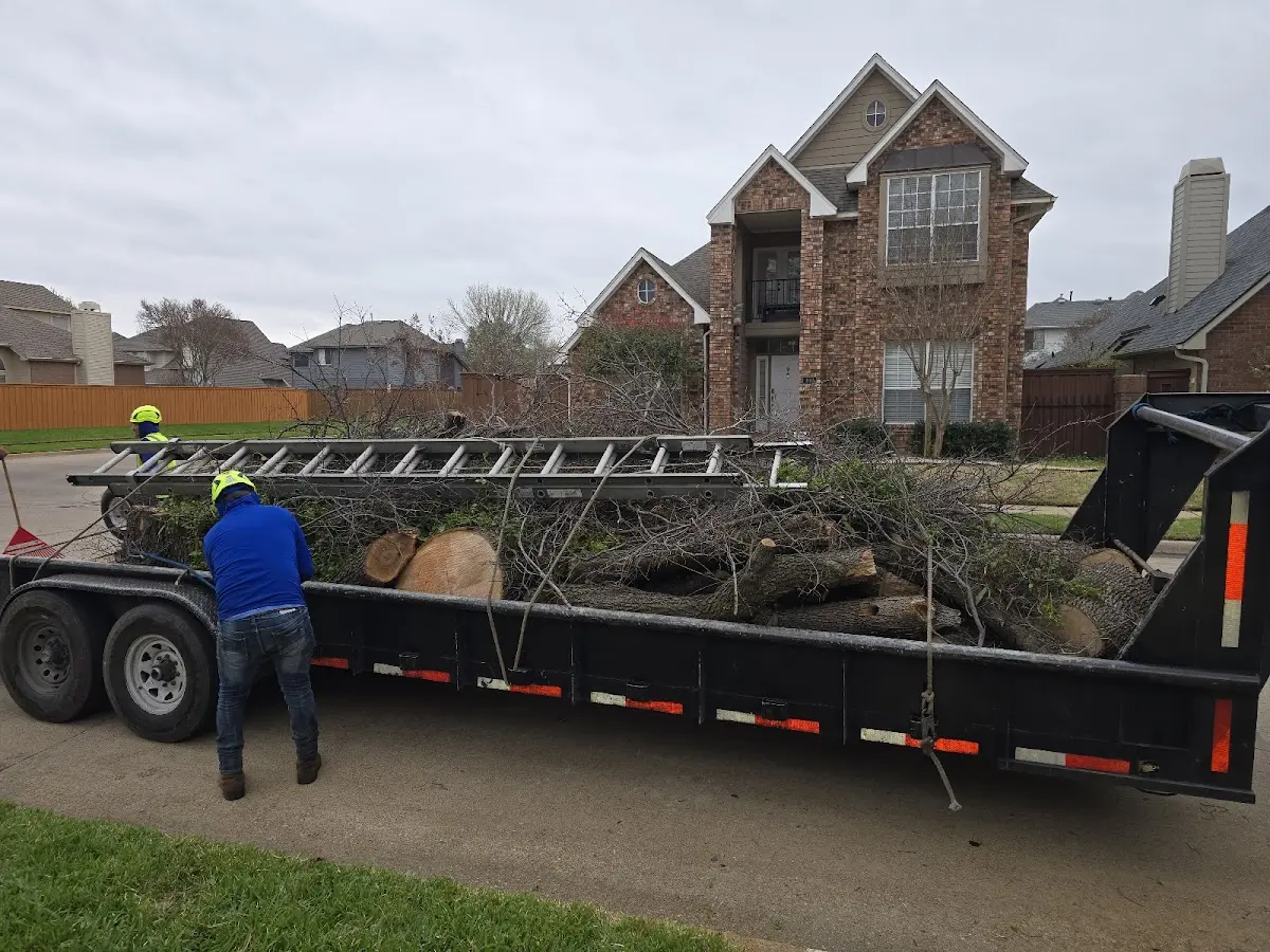 Expert Tree Pest Control with proper safety equipment in Caraway